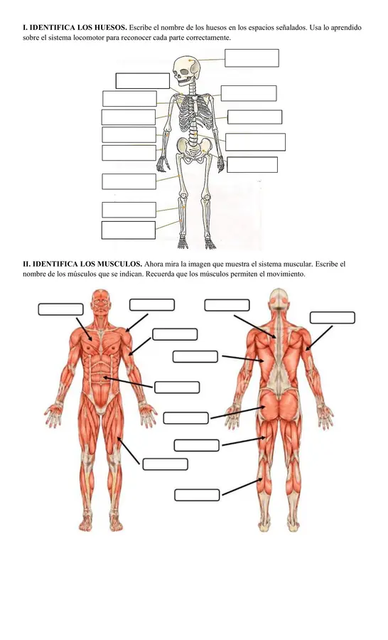 GUÍA DEL SISTEMA LOCOMOTOR