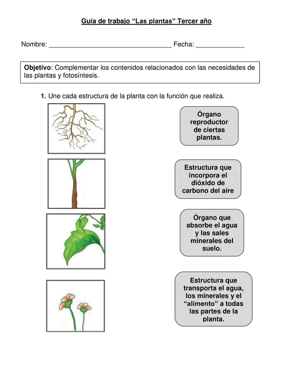 Guía de ciencias "Plantas" tercer año