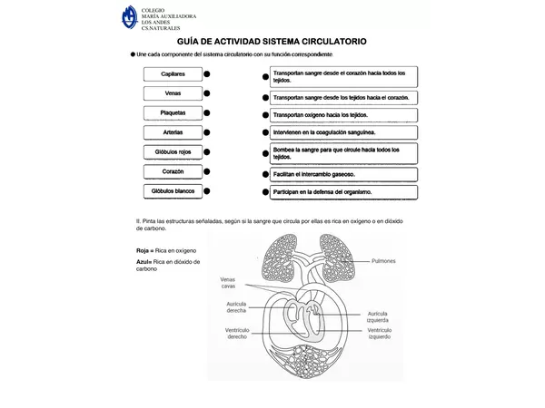 Guía actividad sistema circulatorio