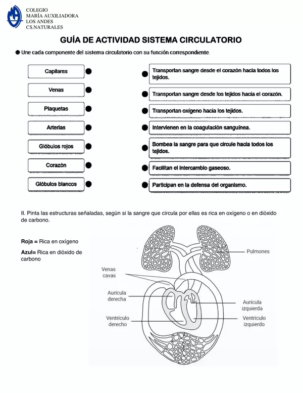 Guía actividad sistema circulatorio