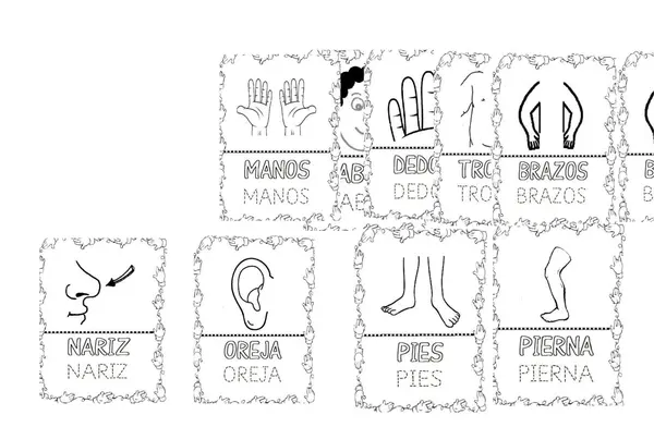 Mis organos y los cinco sentidos