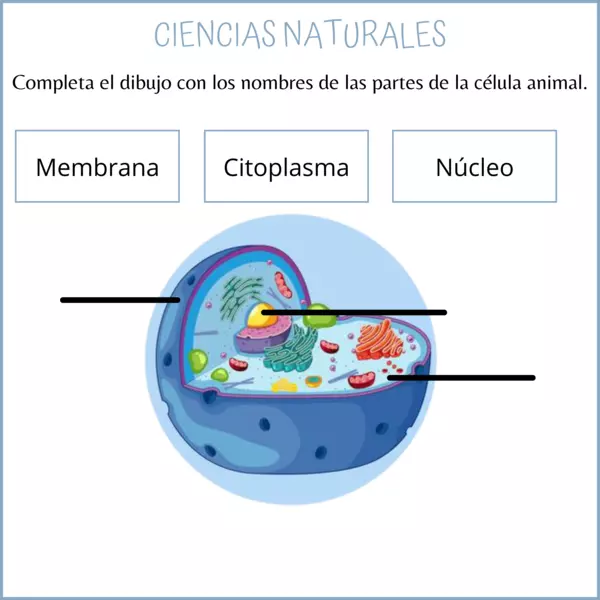 Ciencias Naturales: La célula. (5º)