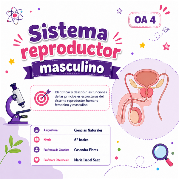 Clase sistema reproductor masculino: contiene ruta de aprendizaje, expectativas de la clase, objetivo, identificación y descripción de órganos, además la metacognición