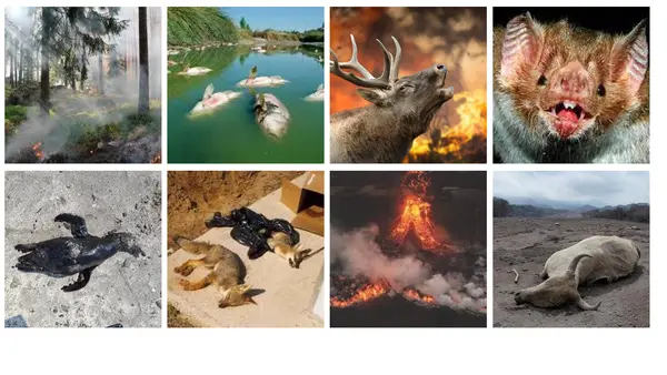 Imágenes Educativas sobre Desastres Ecosistémicos