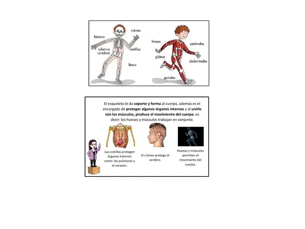 Esqueleto y músculos Material cuaderno ciencias 1° y 2° Básico