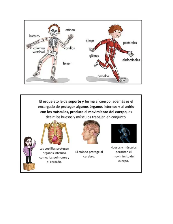 Esqueleto y músculos Material cuaderno ciencias 1° y 2° Básico