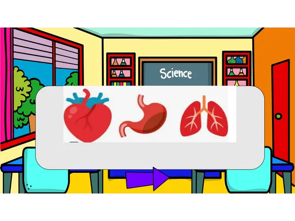 PPT órganos corazón pulmones y estómago.