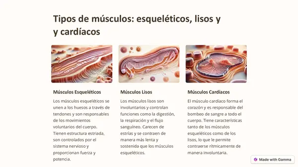 Músculos en el cuerpo humano