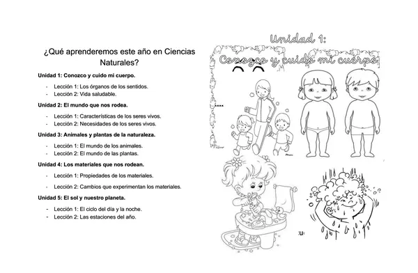 Mis organos y los cinco sentidos