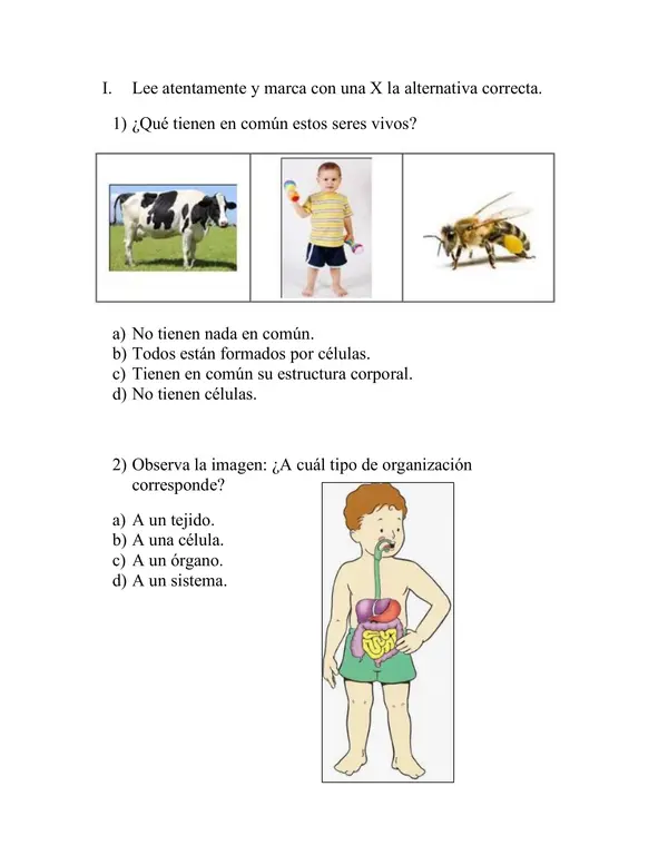 Prueba de ciencias naturales, organización celular, sistema digestivo, alimentación.