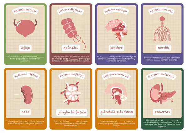 Tarjetas sobre sistemas orgánicos del cuerpo humano y sus órganos