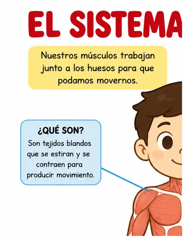 Sistema muscular