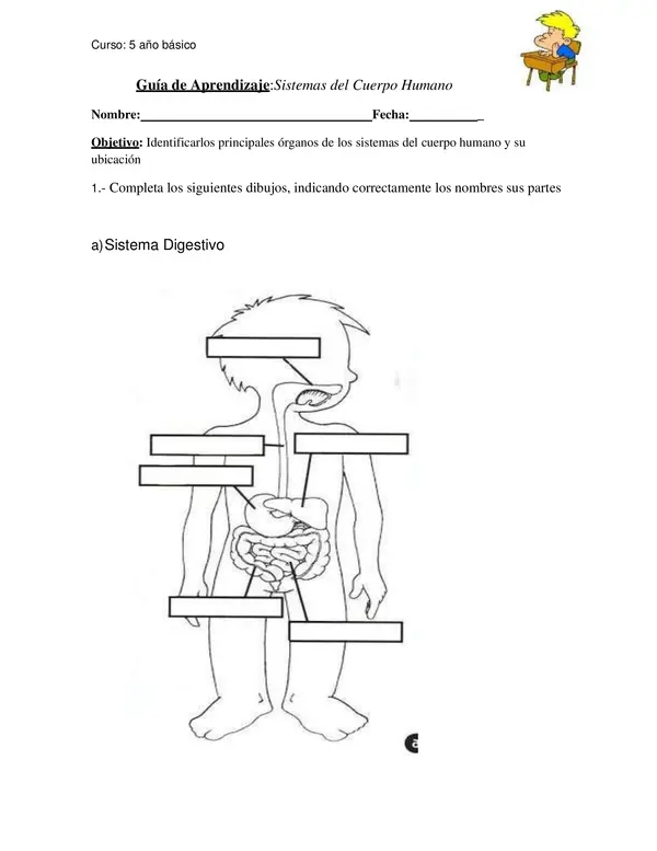 sistemas del cuerpo humano