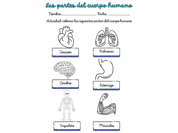 Las partes del cuerpo humano