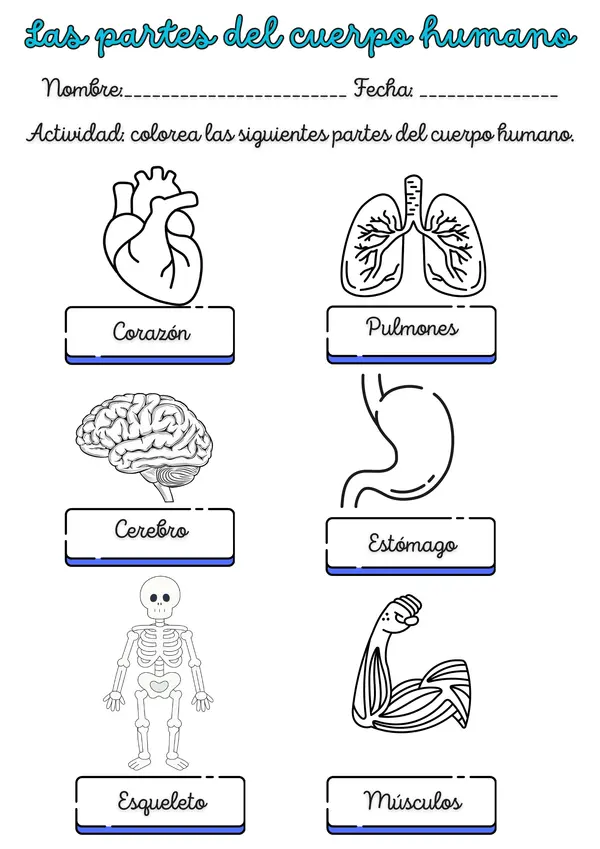 Las partes del cuerpo humano