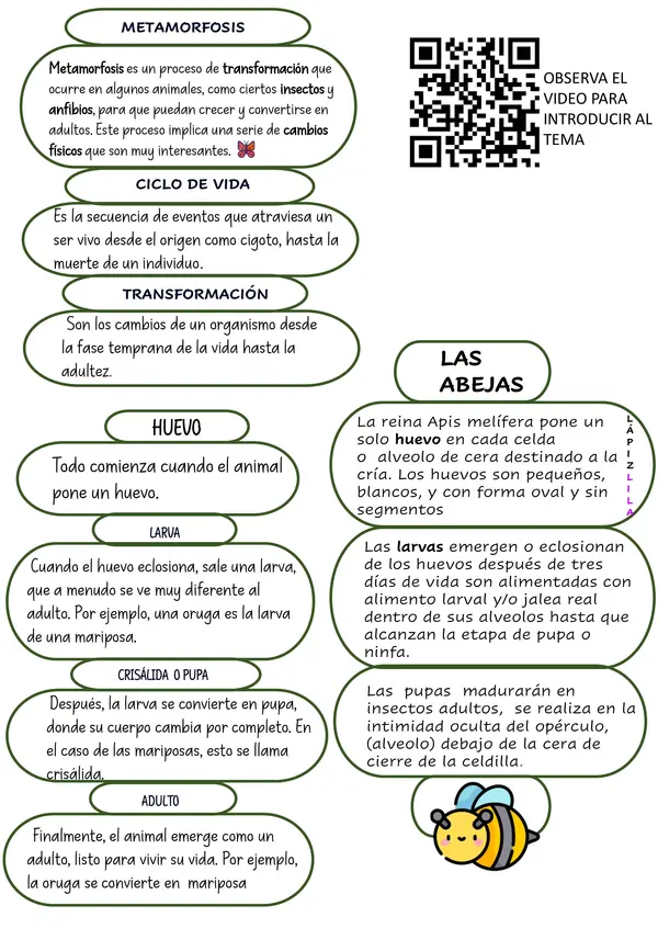 UNIDAD DIDÁCTICA METAMORFOSIS