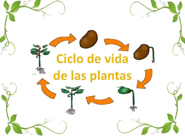 Ciclo de vida de las plantas