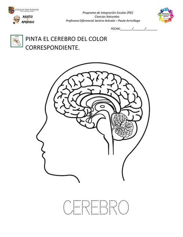 Cuadernillo de actividades: Sistema Nervioso NEEP 