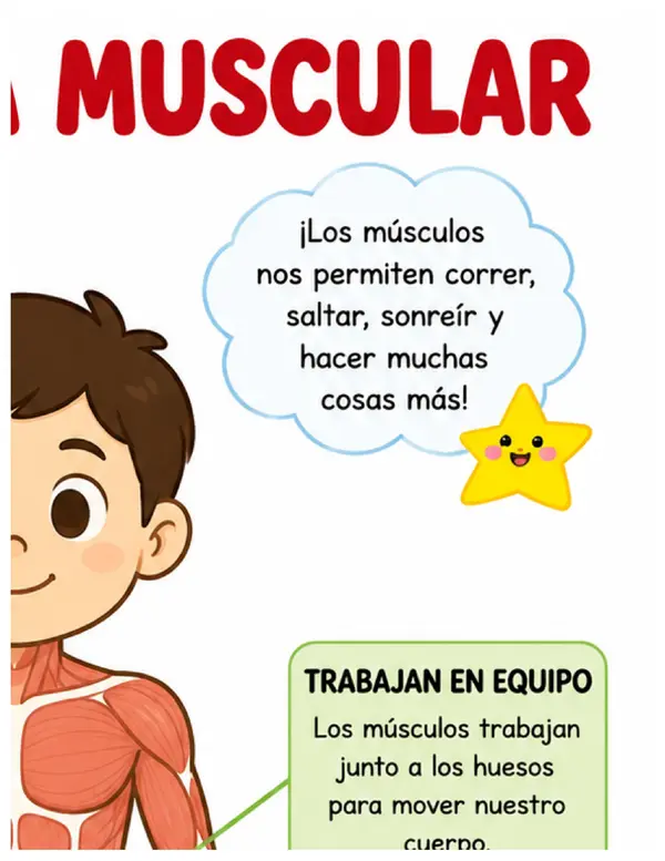 Sistema muscular