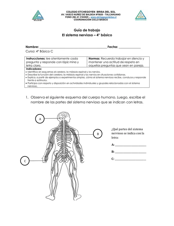 El sistema nervioso - 4° básico