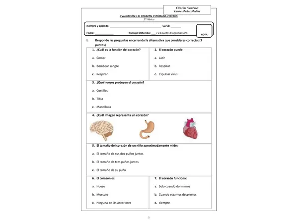 Evaluación Ciencias (estómago, cerebro, corazón)