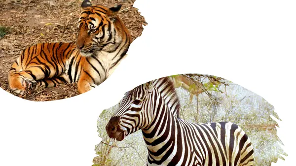 Wild animals
