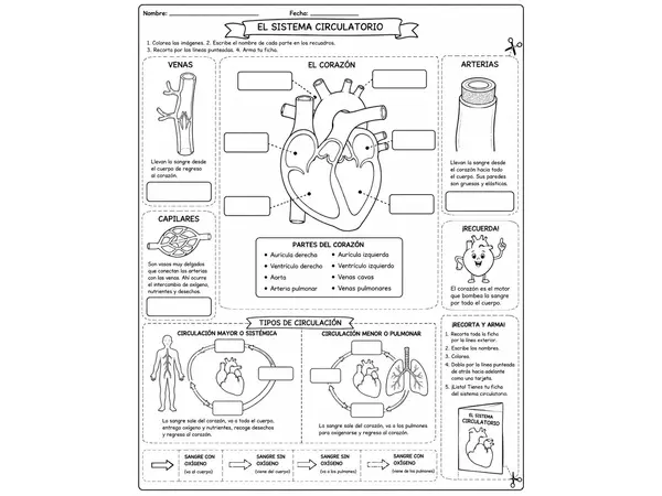 Ficha de trabajo: Sistema circulatorio