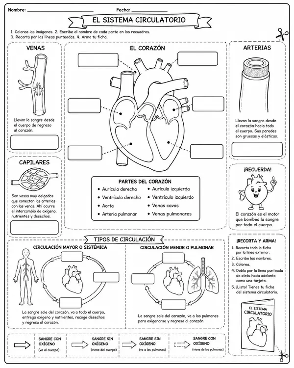 Ficha de trabajo: Sistema circulatorio