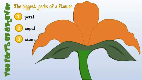 The parts of a Flower and its Dissection