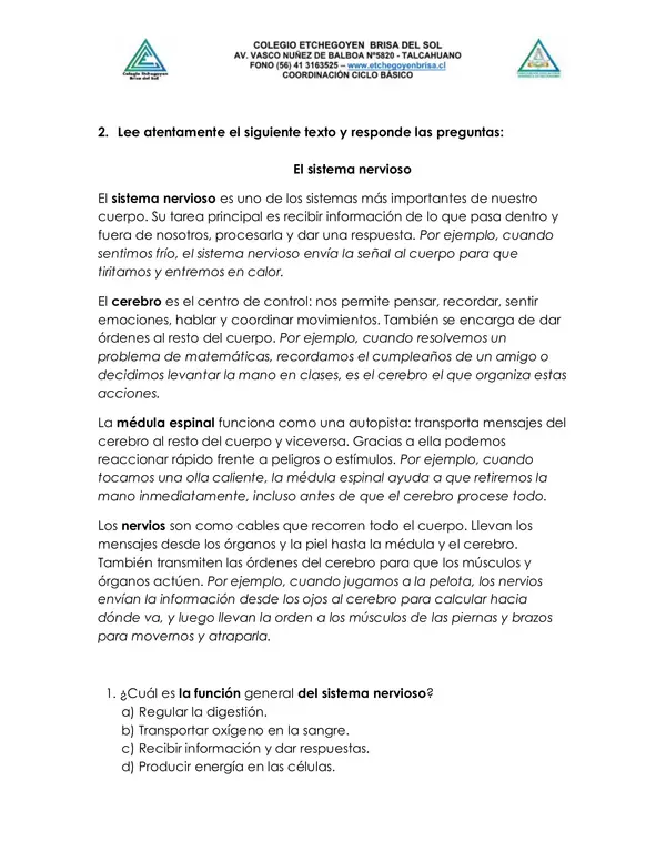 El sistema nervioso - 4° básico