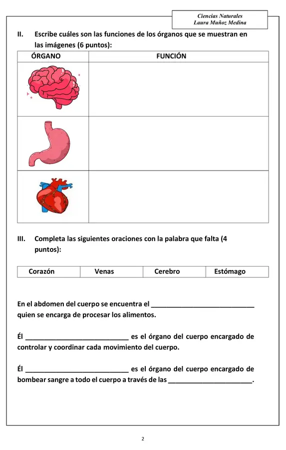 Evaluación Ciencias (estómago, cerebro, corazón)