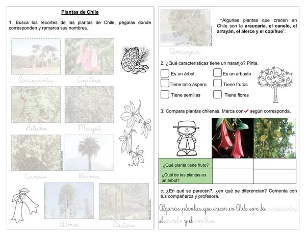Guía de ciencias 1° básico tipo "mini albúm"  "Plantas de Chile"