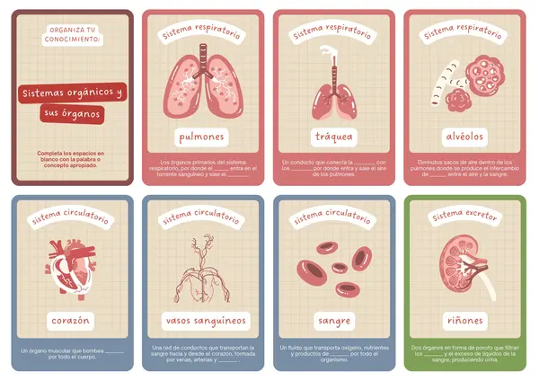 Tarjetas sobre sistemas orgánicos del cuerpo humano y sus órganos