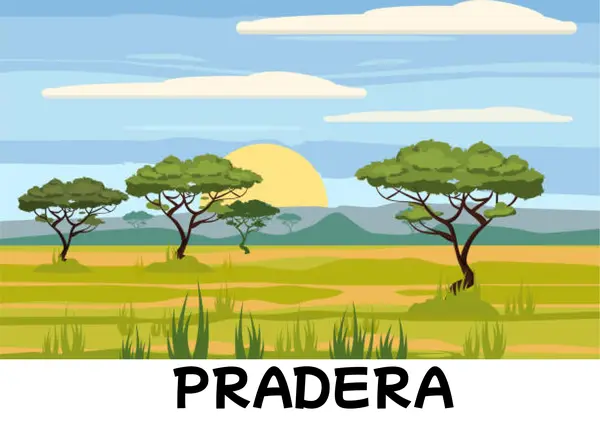 FLASCARDS TIPOS DE HABITATS