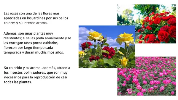 Lección 16 Rosa Parte 2 Mayúsculas Método Matte