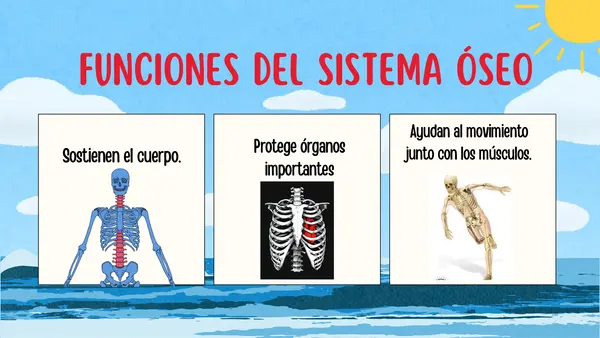 Sistema óseo y muscular