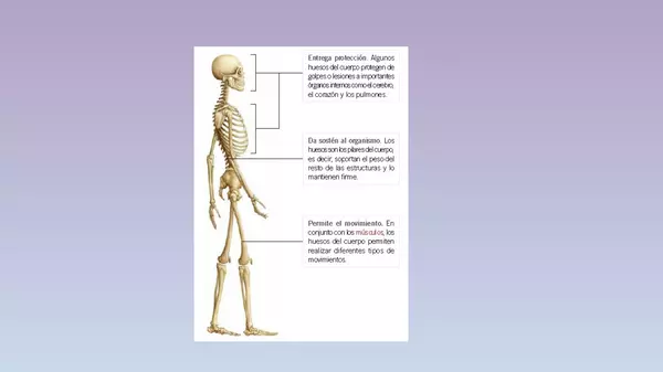 Presentacion Sistema Esqueletico, Ciencias Naturales, Cuarto Basico