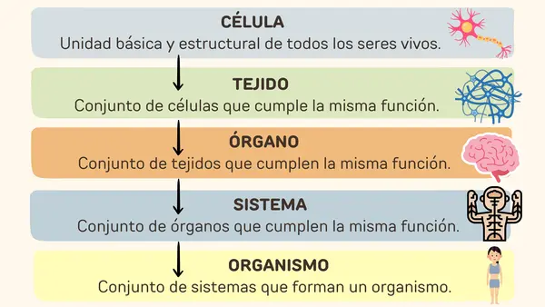 NIVELES DE ORGANIZACIÓN CELULAR