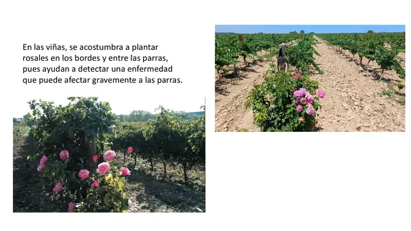 Lección 16 Rosa Parte 2 Mayúsculas Método Matte