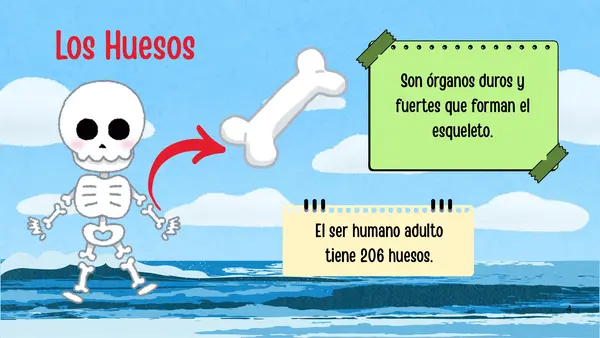 Sistema óseo y muscular