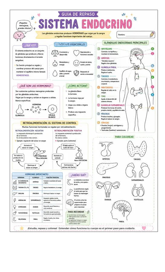 Guia Sistema Endocrino 
