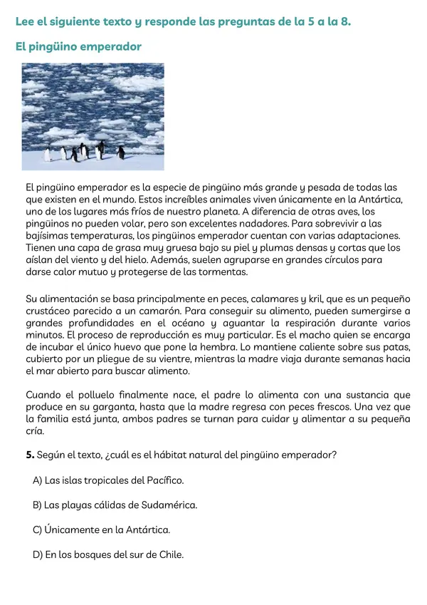 Ensayo SIMCE Lectura cuarto básico