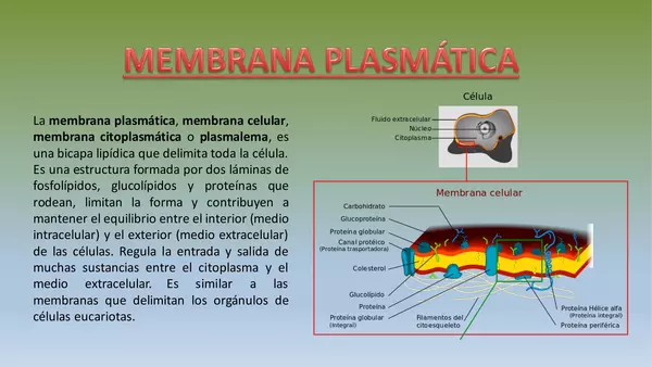 Presentación Osmosis y la membrana plasmática, CS Naturales, Octavo Basico