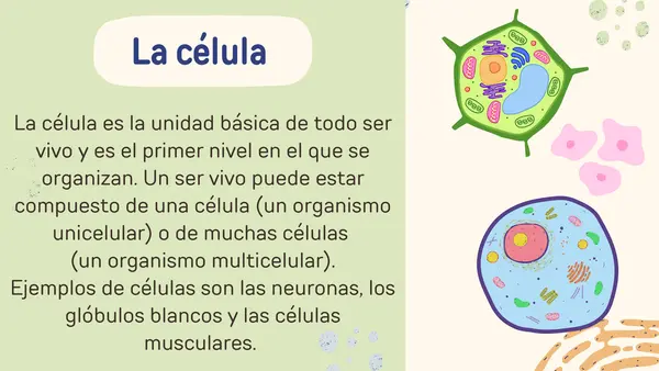 NIVELES DE ORGANIZACIÓN CELULAR
