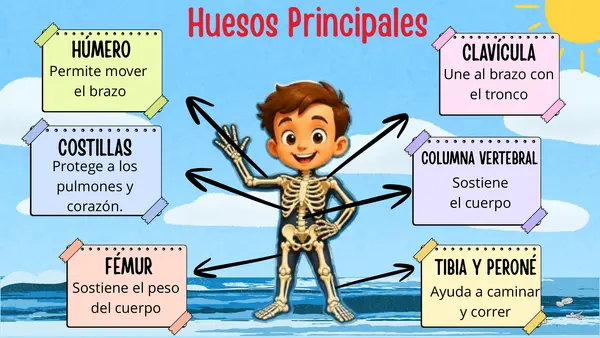 Sistema óseo y muscular