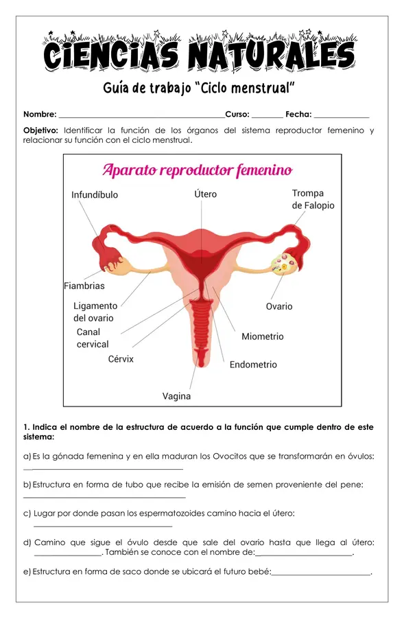 Guía de trabajo - Ciclo menstrual