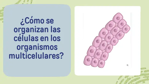 NIVELES DE ORGANIZACIÓN CELULAR