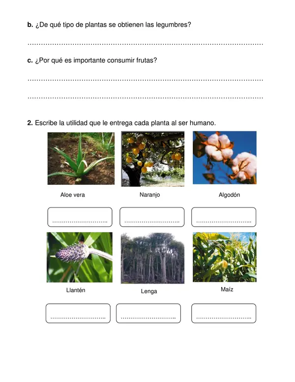 Guía de ciencias "Importancia de las plantas" tercer año.