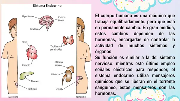 PPT - Sistema endocrino 