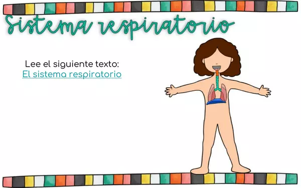 ¿Cuál sistema del cuerpo?